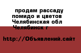 продам рассаду помидо и цветов - Челябинская обл., Челябинск г.  »    